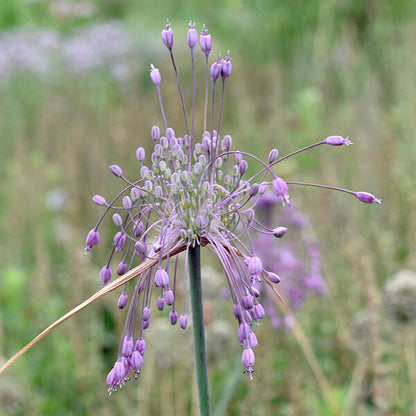 Keeled Garlic Seeds 