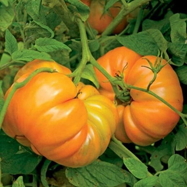 Kellogg's Breakfast Tomato Seeds - Vegetable Plant