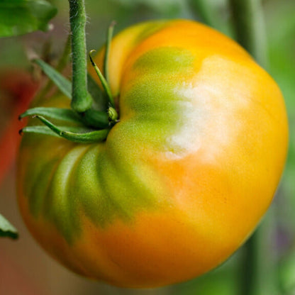 Kellogg's Breakfast Tomato Seeds - Vegetable Plant