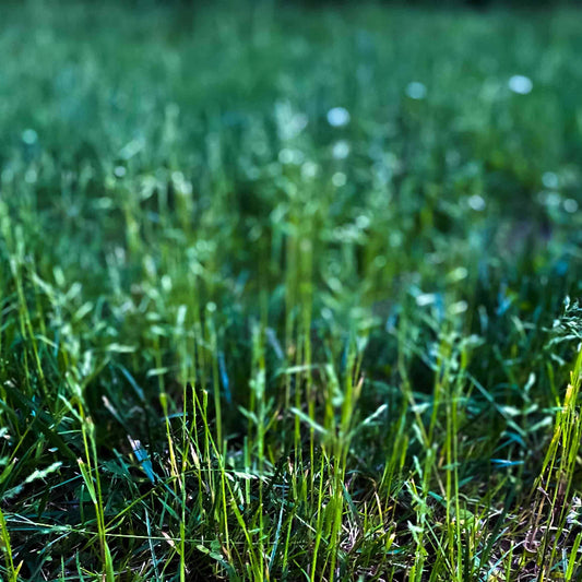 Kentucky Bluegrass Seeds - Grass Seeds for Home Gardens
