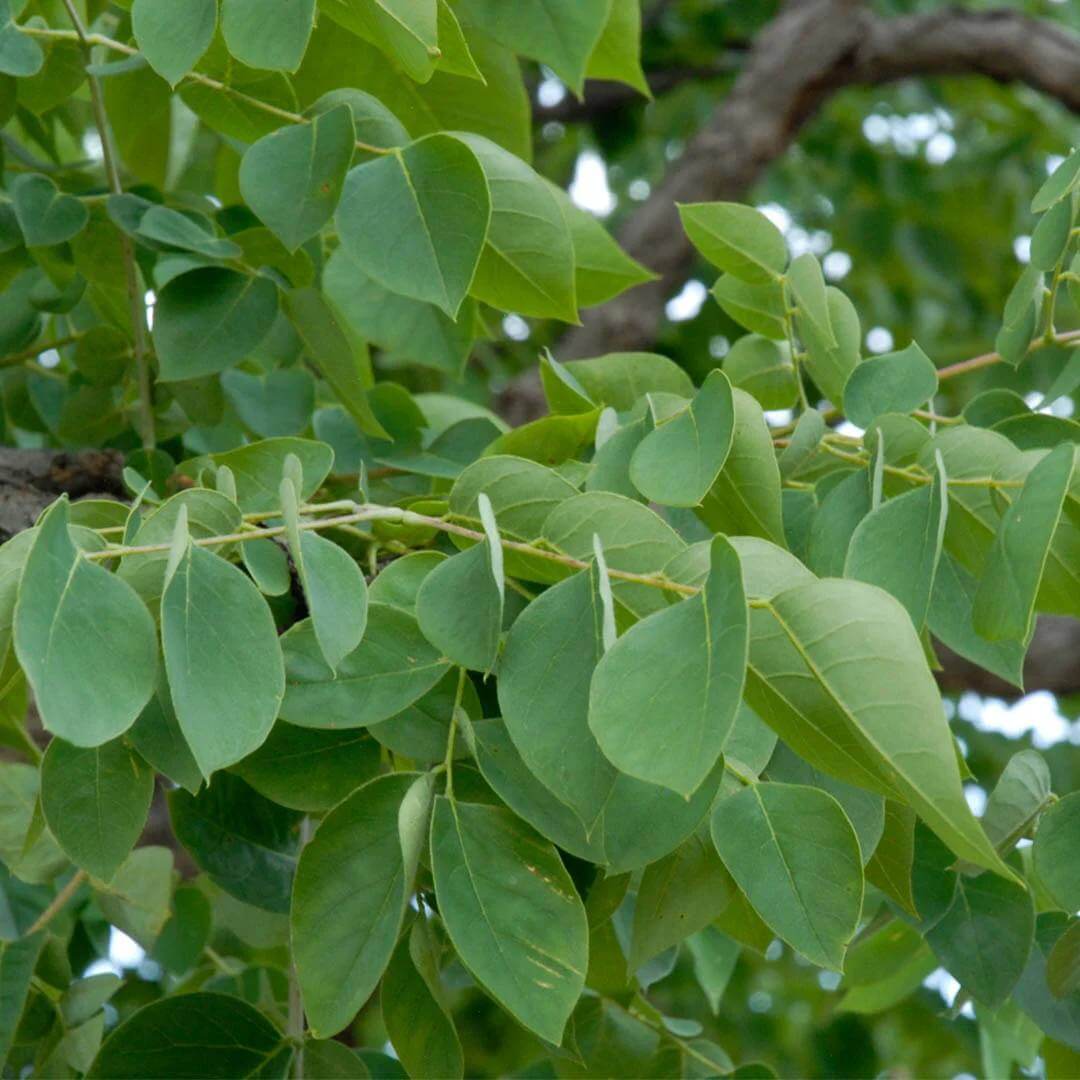 Kentucky Coffee Tree Seeds - Heirloom Flower Plant for Home Gardens