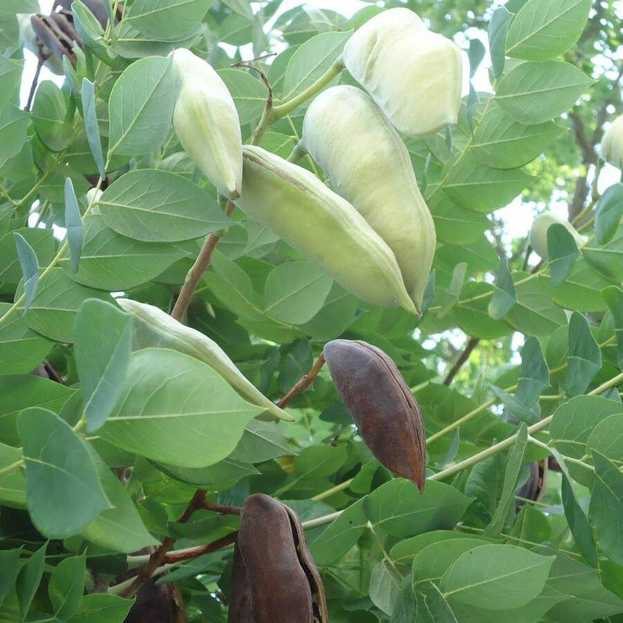 Kentucky Coffee Tree Seeds - Heirloom Flower Plant for Home Gardens