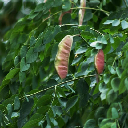 Kentucky Coffee Tree Seeds - Heirloom Flower Plant for Home Gardens