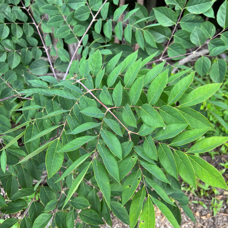 Kentucky Coffee Tree Seeds - Heirloom Flower Plant for Home Gardens
