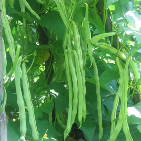 Kentucky Wonder Bean Seeds - Vegetable Plant
