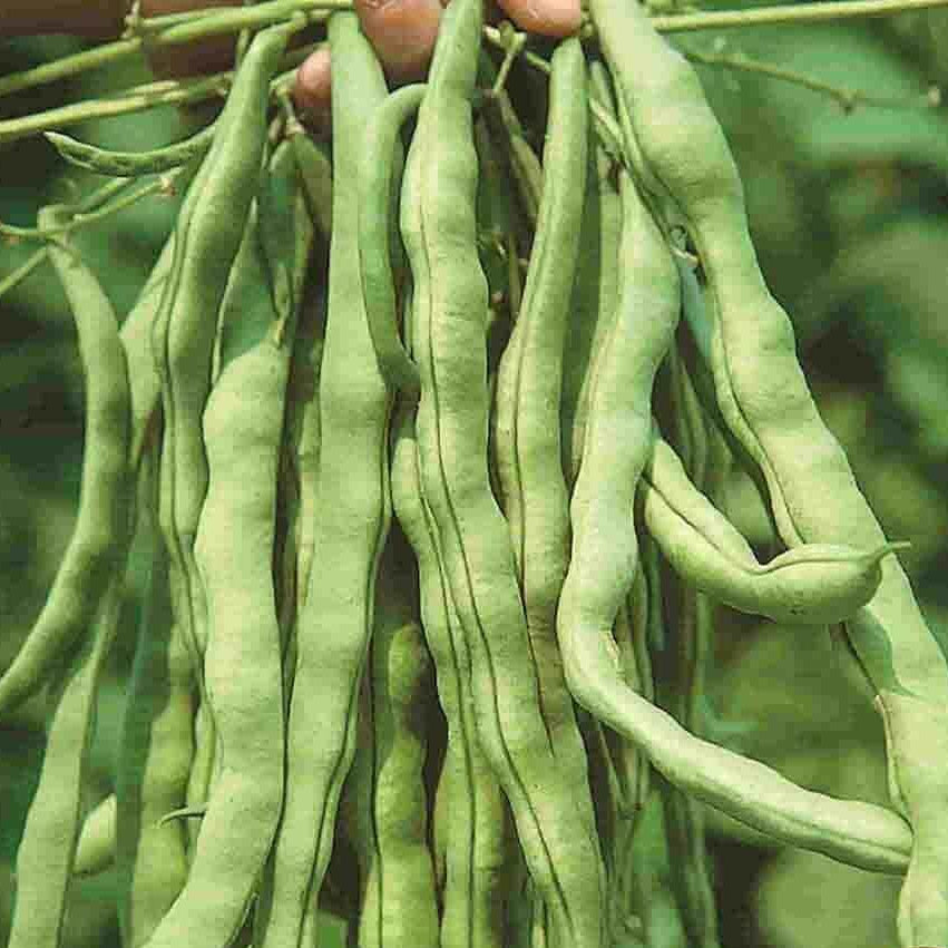 Kentucky Wonder Bean Seeds - Vegetable Plant