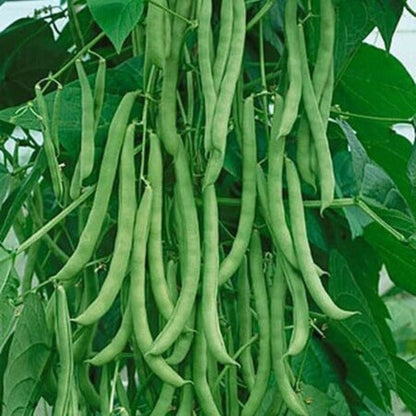 Kentucky Wonder Bean Seeds - Vegetable Plant