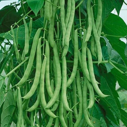 Kentucky Wonder Bean Seeds - Vegetable Plant