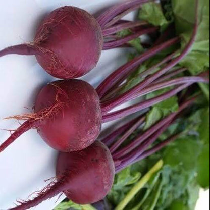 Kestrel Beet Seeds 