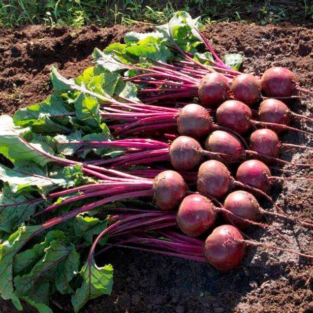 Kestrel Beet Seeds 