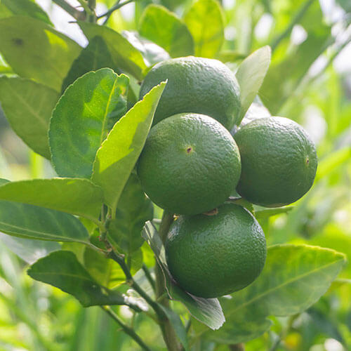 Key Lime Seeds