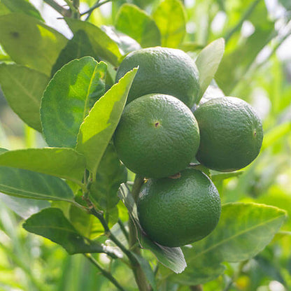 Key Lime Seeds
