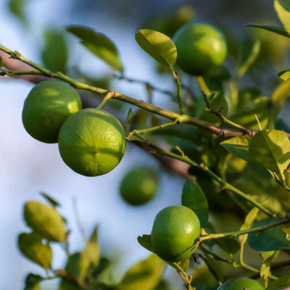 Key Lime Seeds