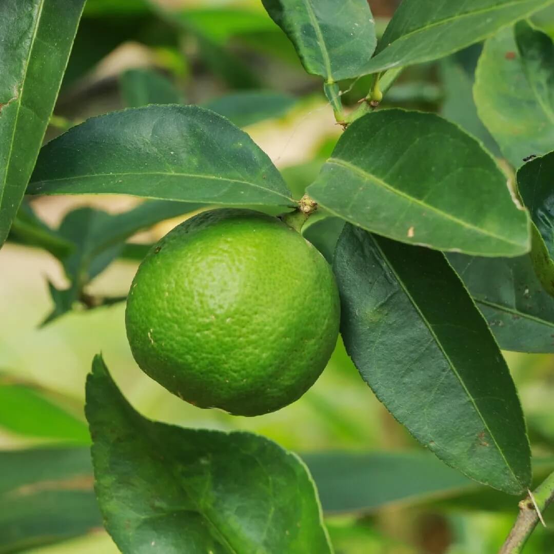 Key Lime Seeds