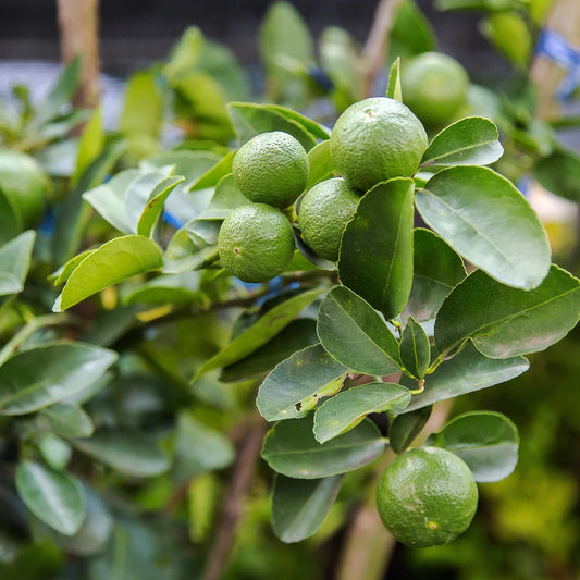 Key Lime Seeds