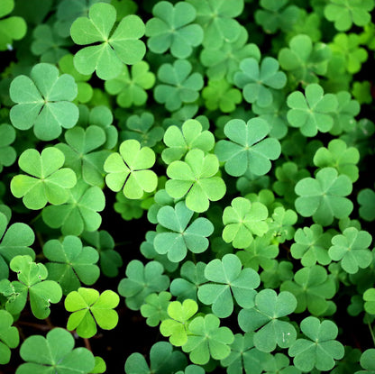 Khaki Green Four Leaf Clover Seeds - Herbal Plant