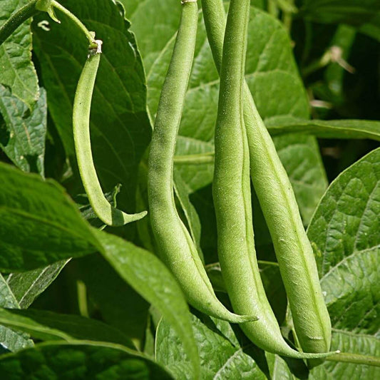 Kidney Bean Seeds - Vegetable Plant for Home Gardens
