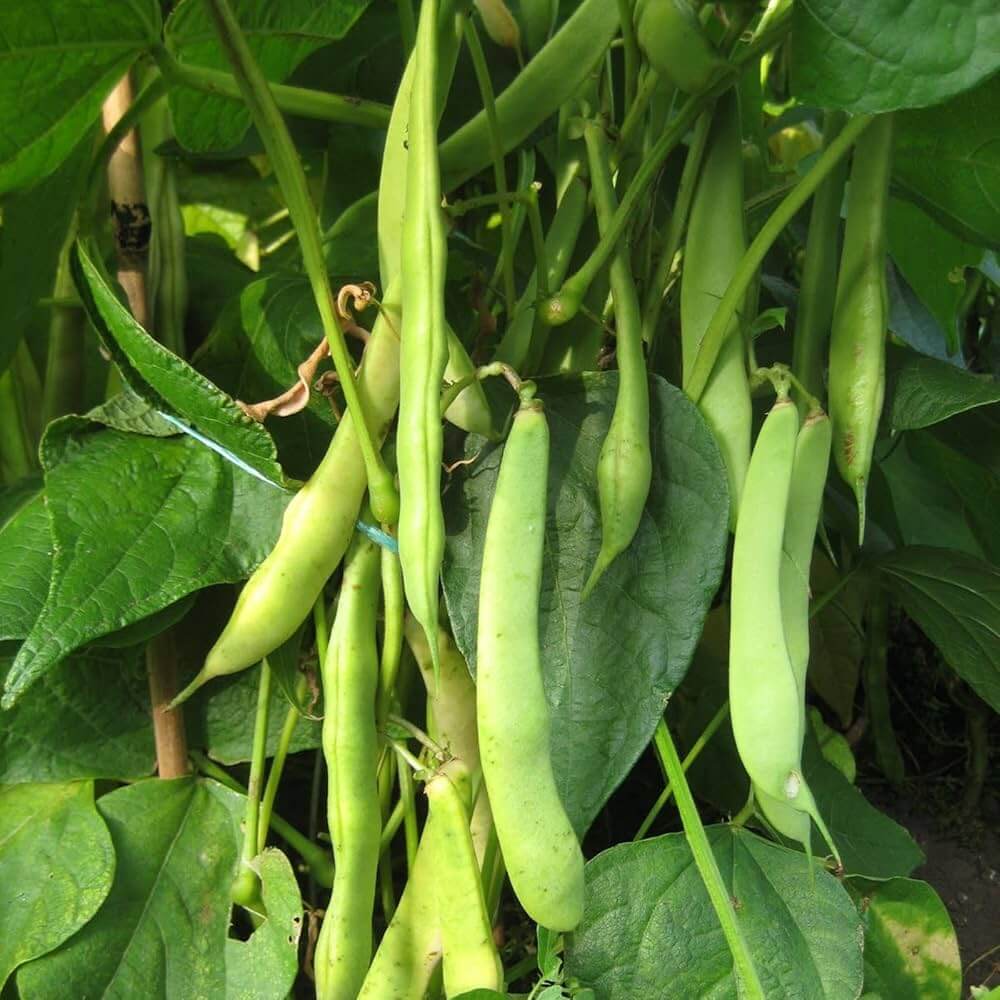 Kidney Bean Seeds - Vegetable Plant for Home Gardens