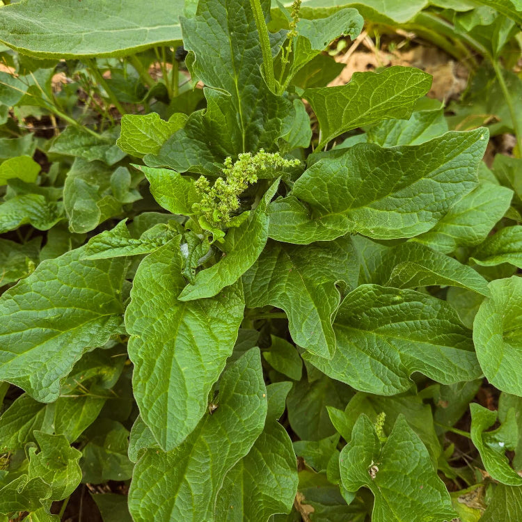 King Henry Seeds 