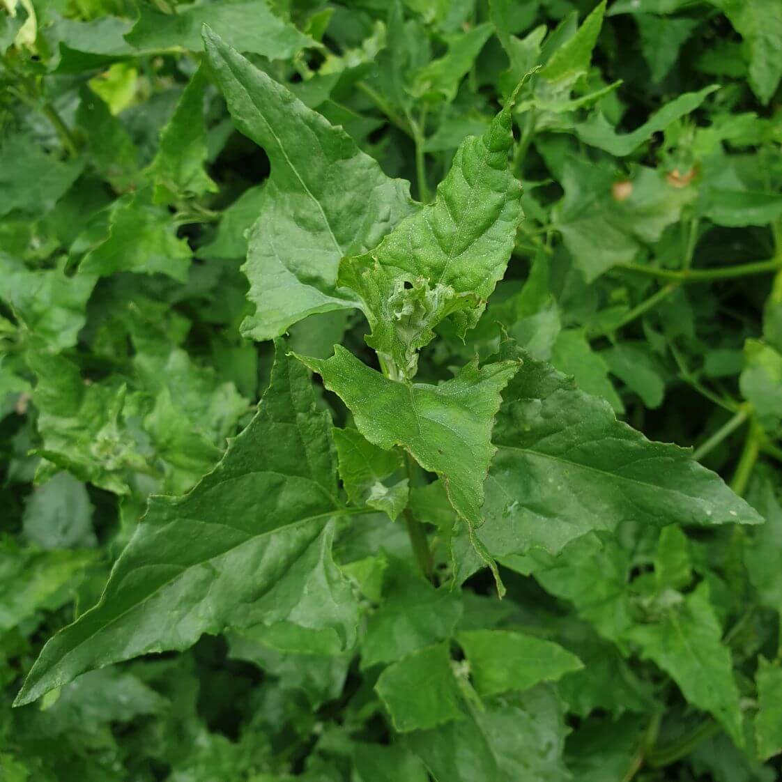 King Henry Seeds 