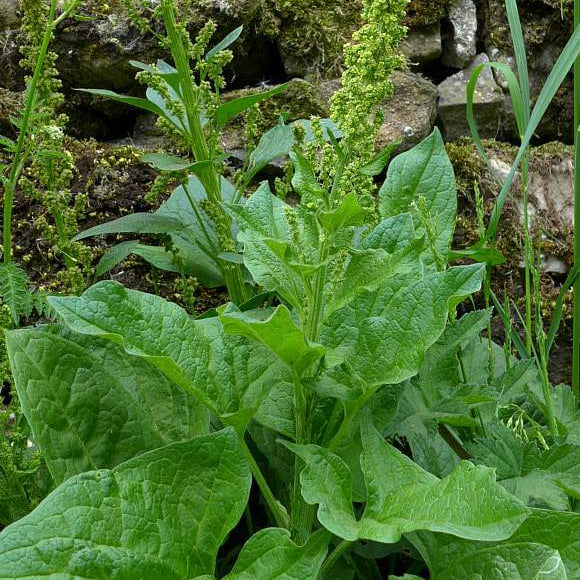 King Henry Seeds 