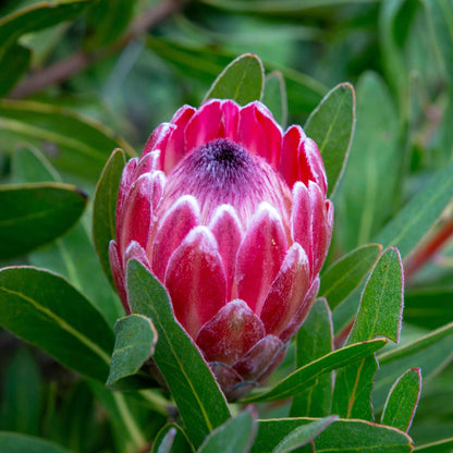 King Protea Seeds - Heirloom Flower Plant for Home Gardens