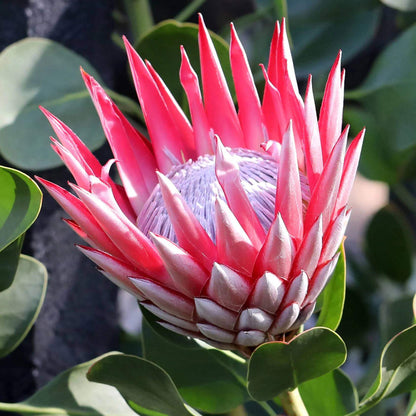 King Protea Seeds - Heirloom Flower Plant for Home Gardens