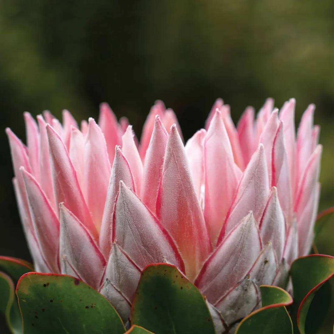 King Protea Seeds - Heirloom Flower Plant for Home Gardens