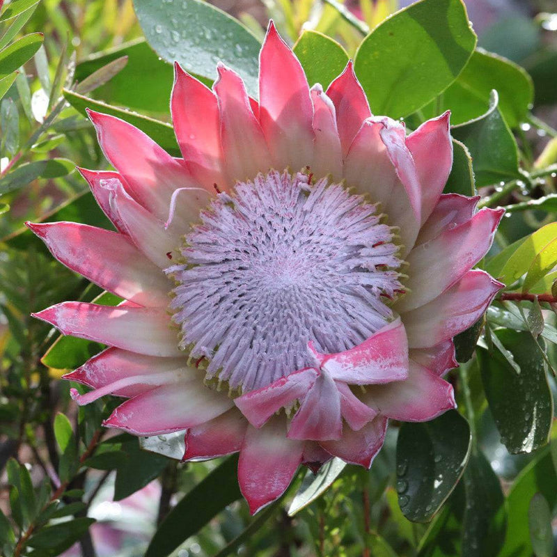 King Protea Seeds - Heirloom Flower Plant for Home Gardens