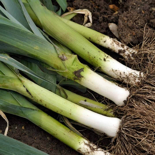 King Richard Leek Seeds