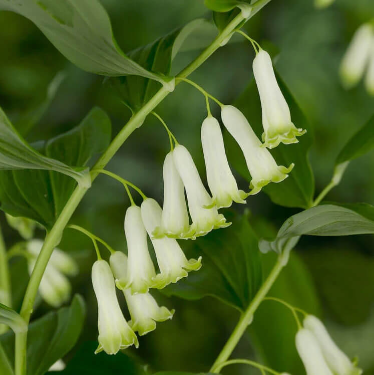 King Solomon’s Seal Seeds 