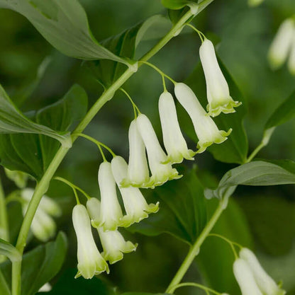 King Solomon’s Seal Seeds 
