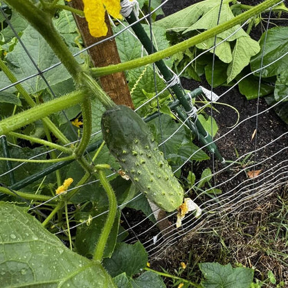 Kirby Pickling Cucumber seeds