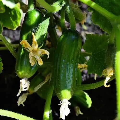 Kirby Pickling Cucumber seeds