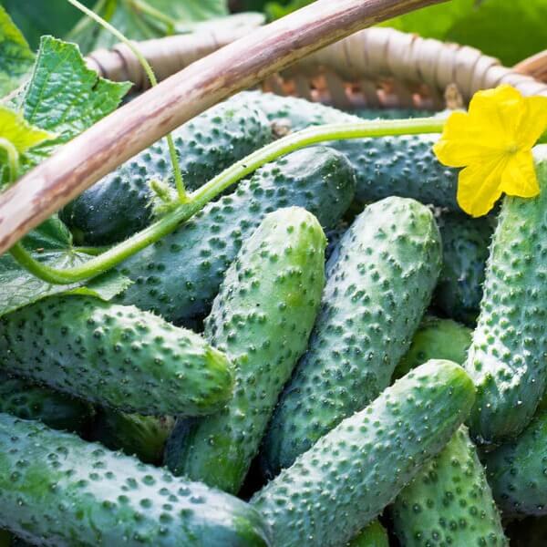 Kirby Pickling Cucumber seeds