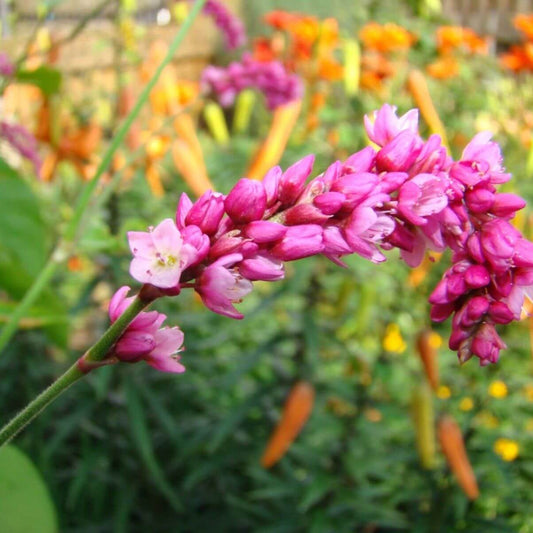 Kiss Me Over The Garden Gate Seeds - Flower Plant