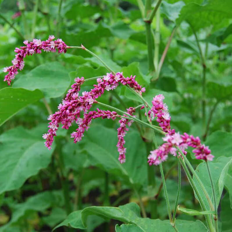Kiss Me Over The Garden Gate Seeds - Flower Plant