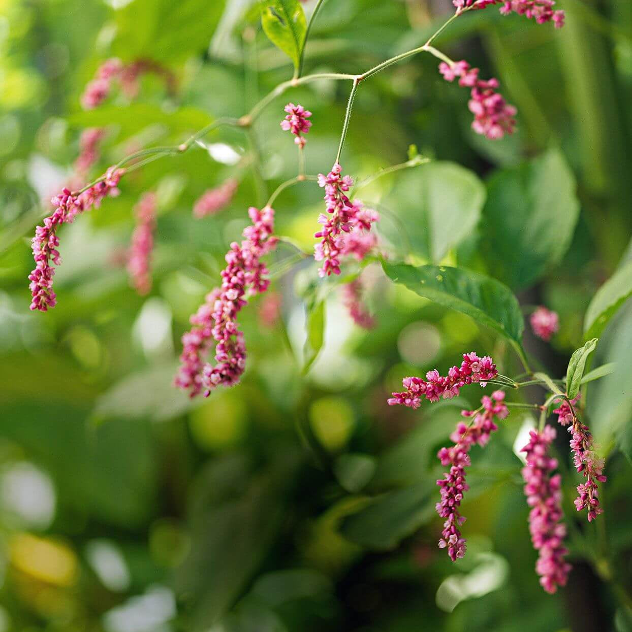 Kiss Me Over The Garden Gate Seeds - Flower Plant