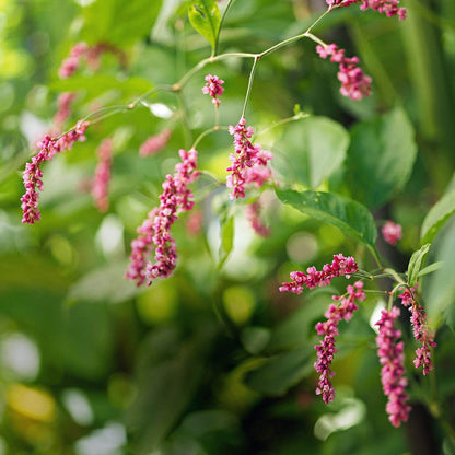 Kiss Me Over The Garden Gate Seeds - Flower Plant