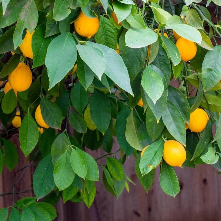 Kitchen Garden Citrus Seeds