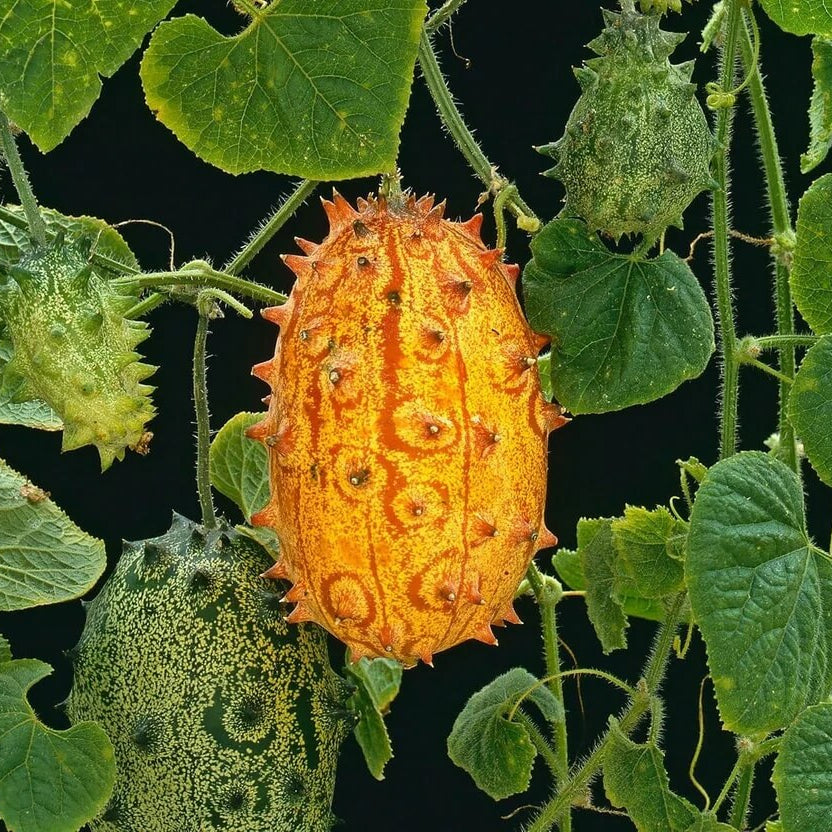 Kiwano Melon Seeds