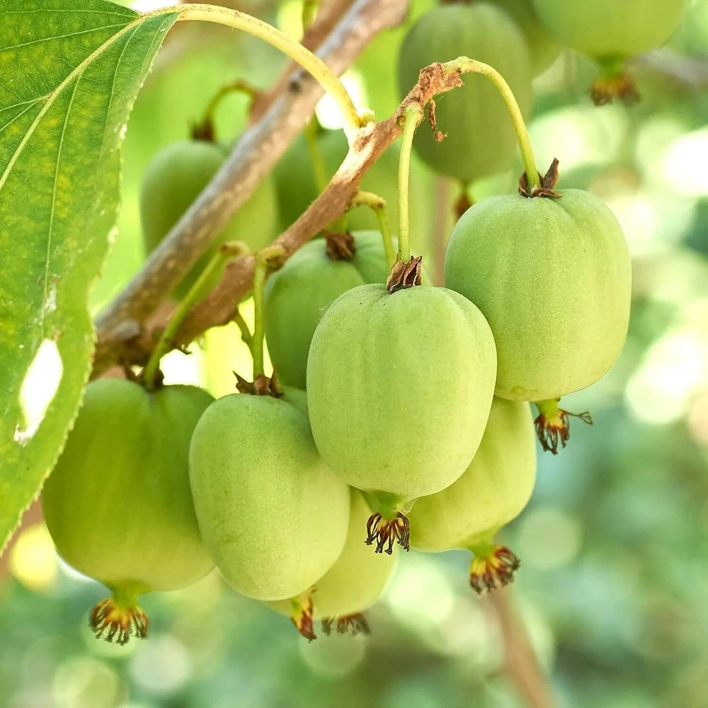 Kiwi Berries Seeds - Fruit Plant 