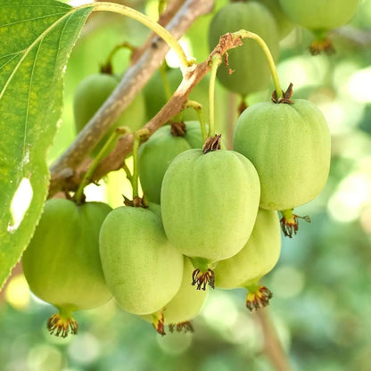 Kiwi Berries Seeds - Fruit Plant 
