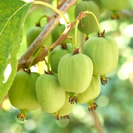 Kiwi Berries Seeds - Fruit Plant 