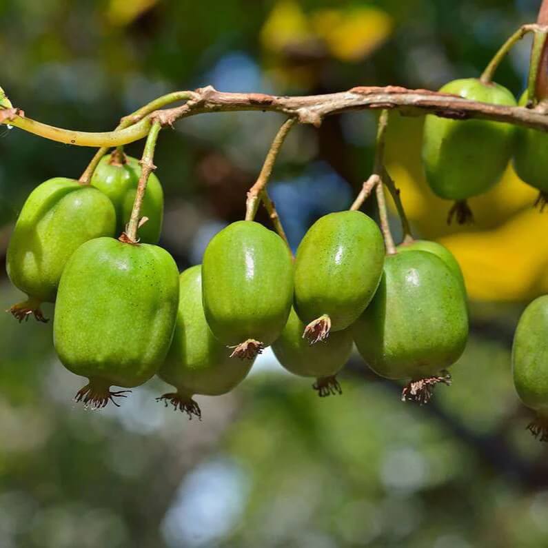 Kiwi Berries Seeds - Fruit Plant 