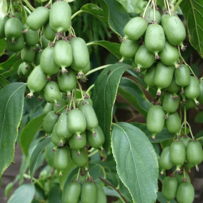 Kiwi Berries Seeds - Fruit Plant 