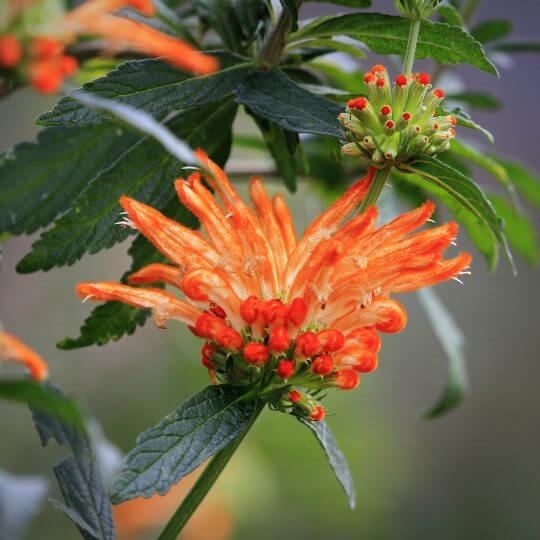 Klip Dagga Seeds - Heirloom Flower Plant for Home Gardens