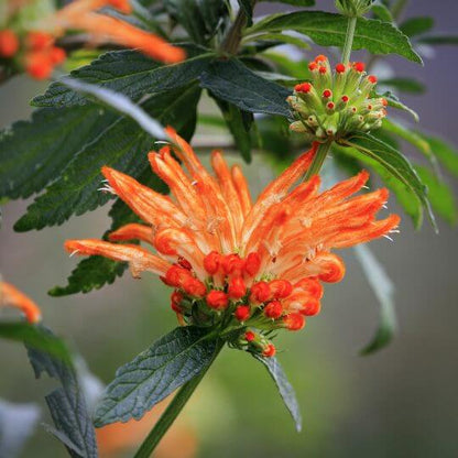 Klip Dagga Seeds - Heirloom Flower Plant for Home Gardens