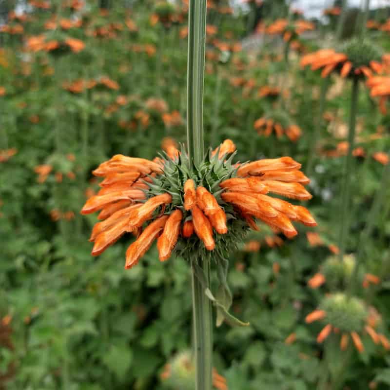 Klip Dagga Seeds - Heirloom Flower Plant for Home Gardens