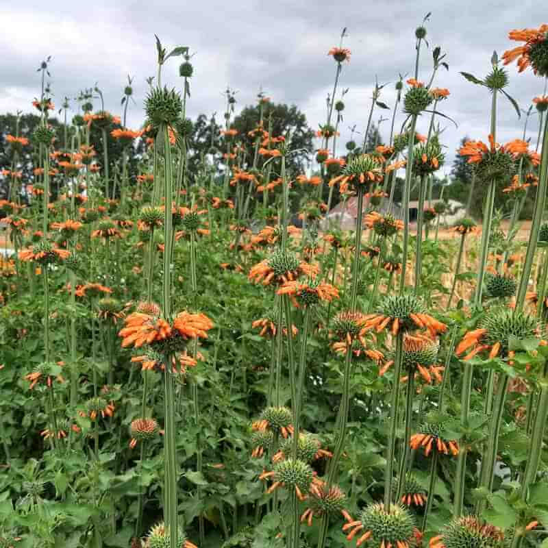Klip Dagga Seeds - Heirloom Flower Plant for Home Gardens